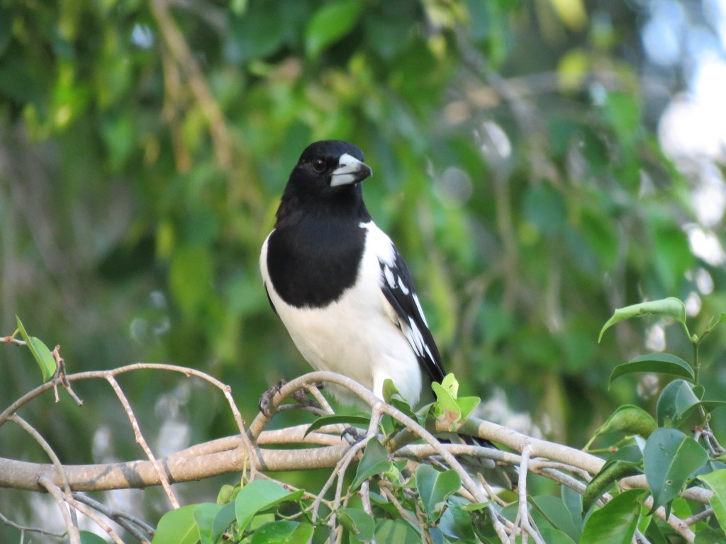 Pied Butcherbird (Cracticus nigrogularis)