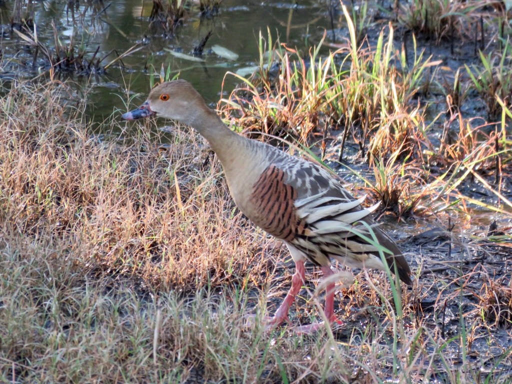 Plumed Whistling-Duck (Dendrocygna eytoni)
